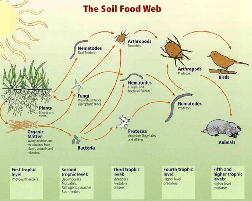 food web for kids